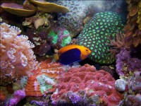 /album/paz/a107268-orig-jpg/